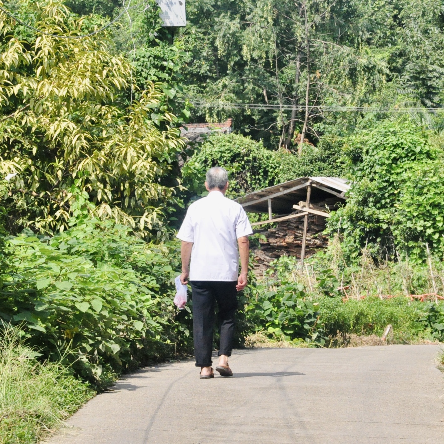 With a small plastic bag in his hand, an old man wearing white shirt and black pants is walking on a cement path surrounded by trees and shrubberies on a sunlit day.